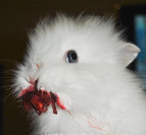 elen-sila-lumenn:  thescienceofjohnlock:  corinnestark:  bouncingdodecahedrons:  ifelay:  “So my friend gave her rabbit a cherry” … - Imgur        the best thing I have ever seen.