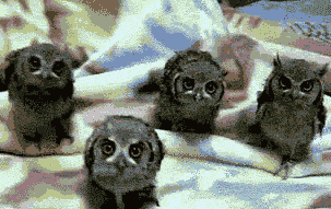 LOL funny gifs animals cute toppost owls awesomephilia �