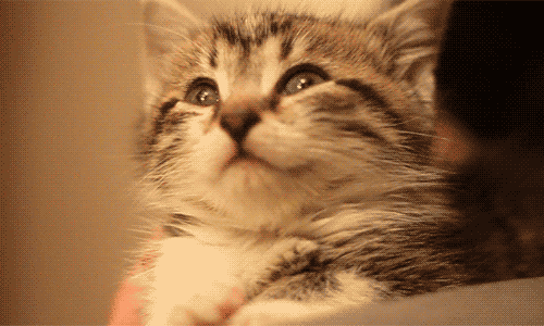 kitten cute gif | WiffleGif