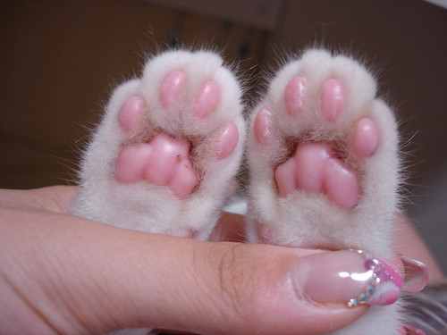 yokomonn: AW kitty paws 
