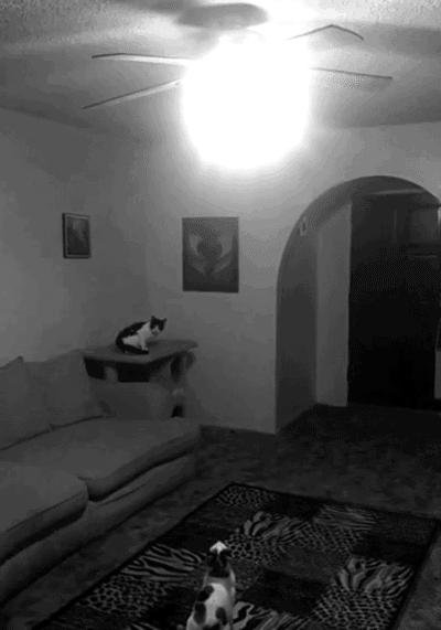 Cat Jumps into the Light Bulb and Turns it Off