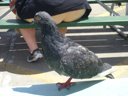California on Flickr.One-legged pigeon. Totally not...