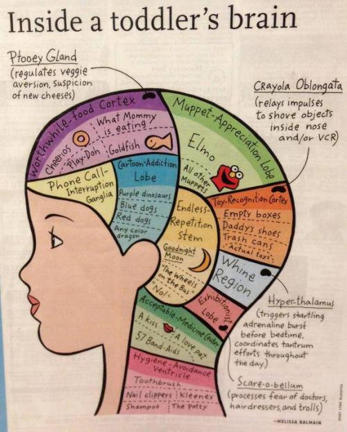 Ah, yes. Phrenology of a toddler's brain. Best thing since this phrenology of Kanye West's brain.