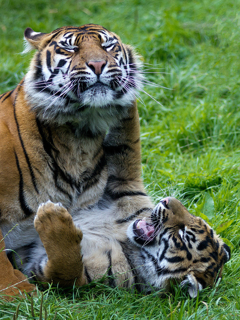 tigersandcompany: Sumatran tigers playing (by Barry Lloyd) 