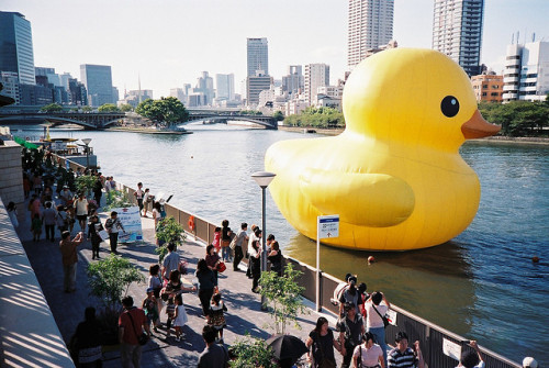 The biggest rubber Duckie I have seen in my life&#160;!!!!!!!!!!!!!!