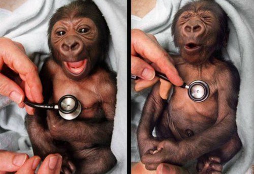 thedailywhat: Morning Fluff: Yakini, a newborn baby gorilla at the Melbourne Zoo, is no fan of a cold stethoscope. Full disclosure: These pics were taken in 1999. Yakini now is fully grown. [reddit] ilikethemonkey. ^_^
