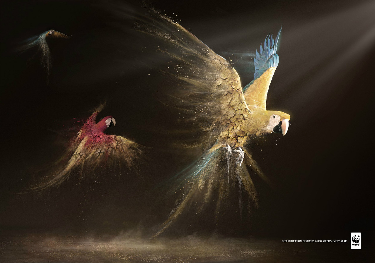 WWF Desertification: Parrots