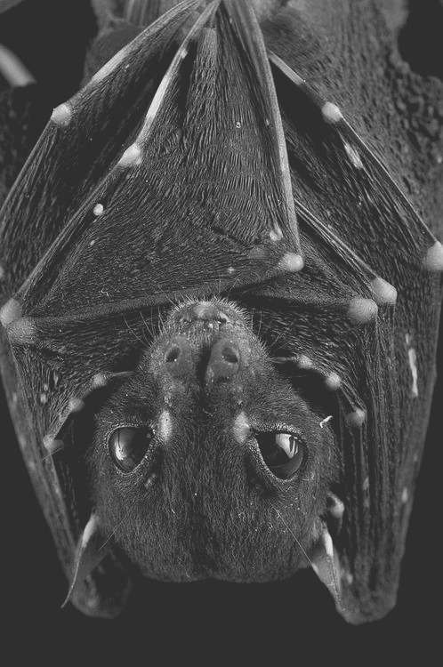 animals Bat eyes animal dark bats Wings close up ...
