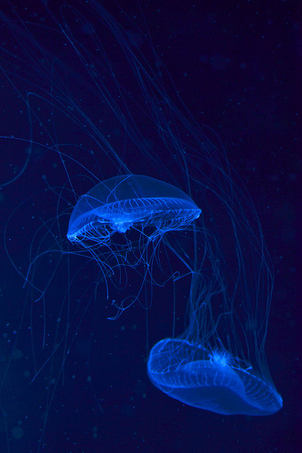 shelovesy0u: Jellyfish by AudiSportB5S4 on Flickr. 