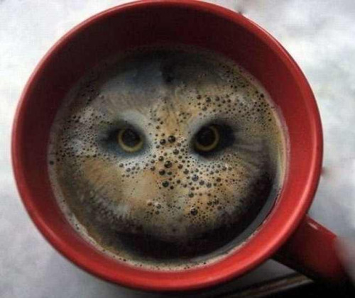 itwasabusinessdoingpleasure: spookydingoinnuendo: h riddlemehiddleston: blinkanditsover: Artist creates bird’s piercing gaze after dropping two Hula Hoops into coffee I LEGIT THOUGHT THERE WAS AN OWL IN THAT CUP how the fuck do you drop hula hoops into coffee This must be a huuuuge coffee mug if you can drop 2 hula hoops into it. 