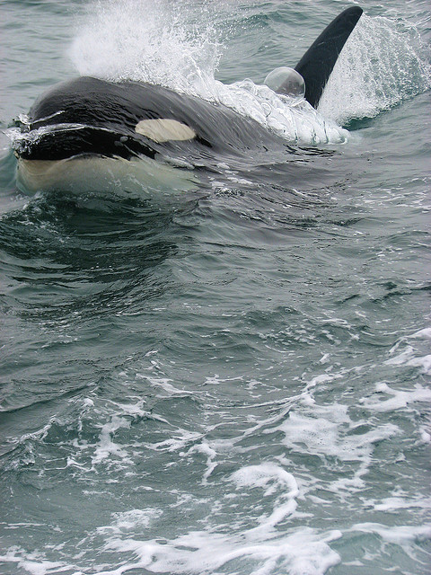 thelovelyseas: Killer Whale (Orcinus orca) by Crappy Wildlife Photography on Flickr.