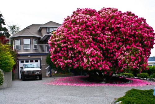 chocolatejigglypuff: negritaaa: coldeyesthatburn: callherhoney: lamod-e: o my god It’s pretty. Image cleaning that shit up in the fall doe I used to have a tree like this in front of my house. Before we cut it down, the petals would just blow in the wind all around our block. So pretty. i would not clean up any of those petals, unless by clean up you mean collect them and throw them around my house. 