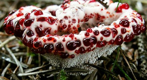 Fungus - Wikipedia