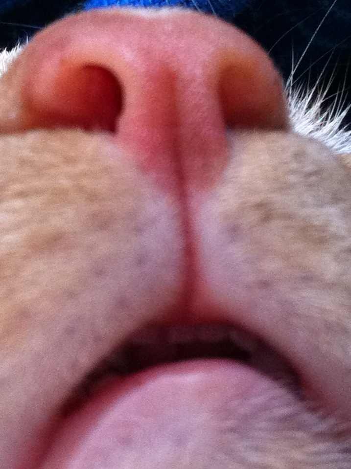 twingeneticist: aloradiva: newyorkcitysoul: strawberryfck: “this is the result of my cat laying on my iPad and taking a picture of himself” I CANNOT BREATHE LOOK AT ITS LITTLE TEETHIES. 