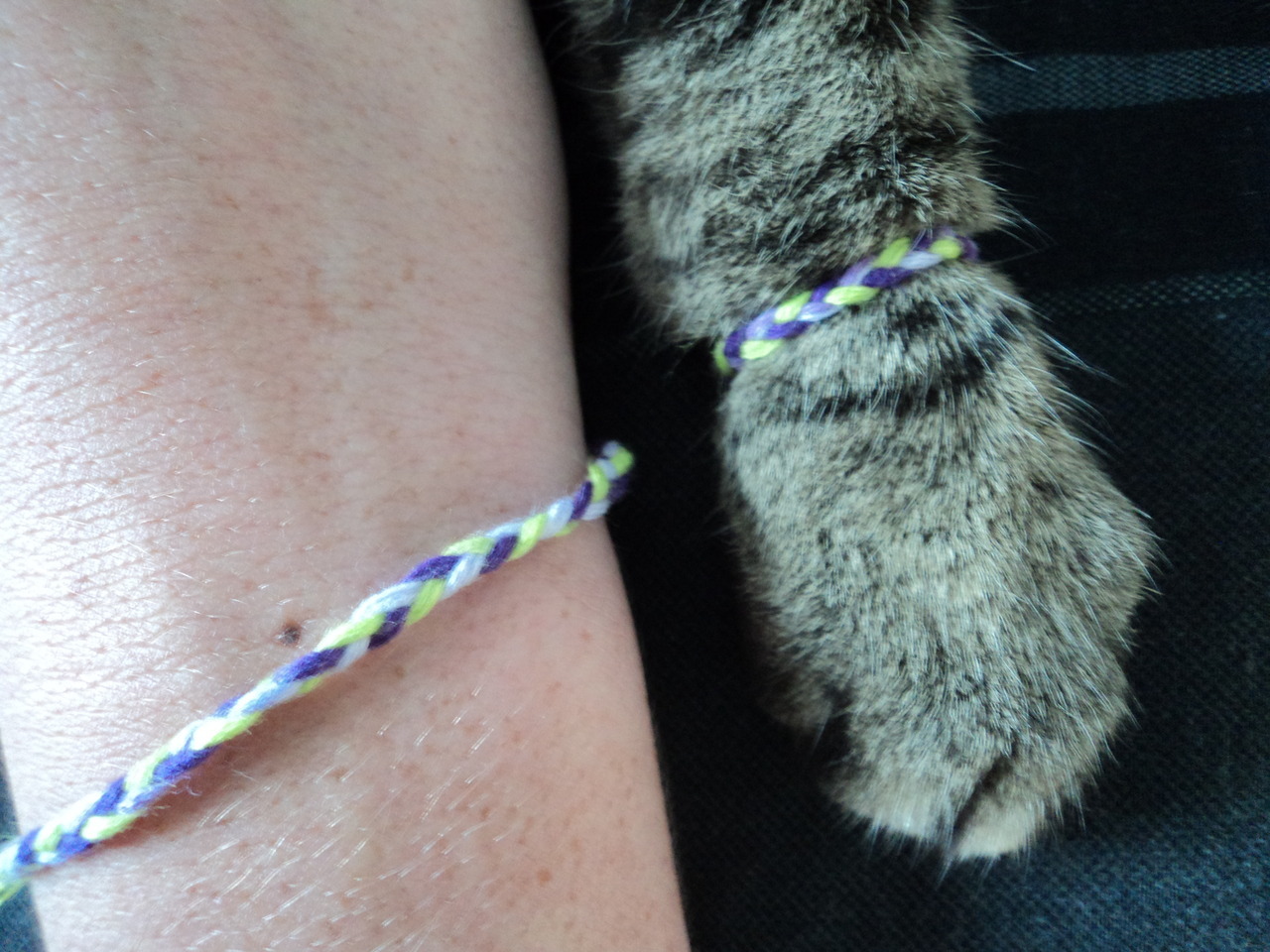 anclrew: one time i made friendship bracelets for my cat and i 