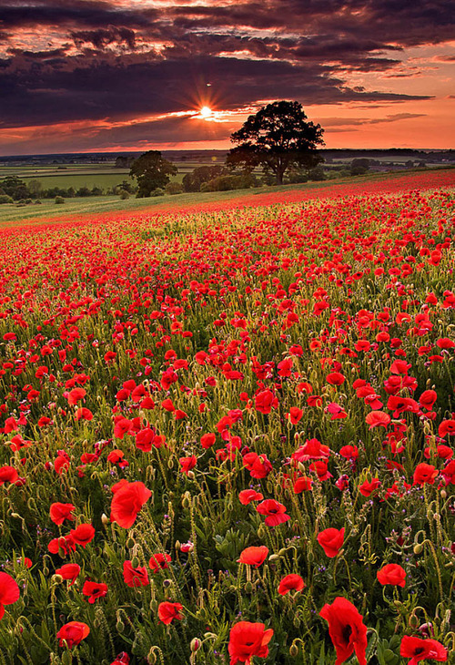 Poppy Field Sunset, Oxfordshire, England