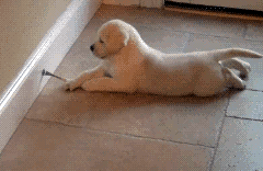 gif LOL animals cute puppy playing doorstop labrador lab puppy tugger dpaf •