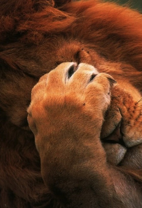 living-wild: face paw. 