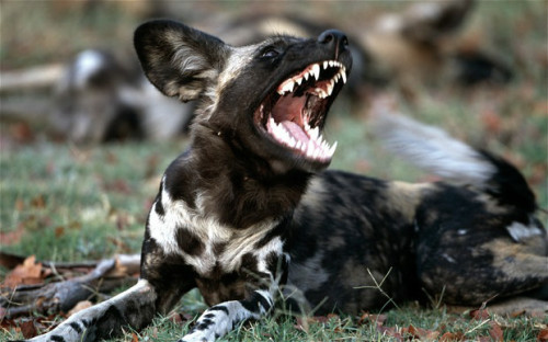 African Wild Painted Dog