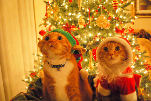lovefeared: Christmas+Cats=HEAVEN. DYINGINSIDE. two favorite things. 