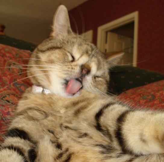 banfred: Meet Quasi, the ugliest cute cat ever! - ad https://goo.gl/eiPbq 