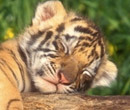 Quem quer um Tigre bebé de estimação?