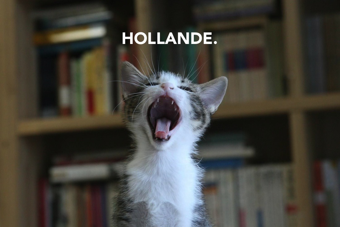 Cat yelling: 