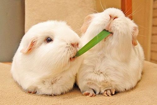 Lady and the Tramp. on We Heart It. https://weheartit.com/entry/44188470